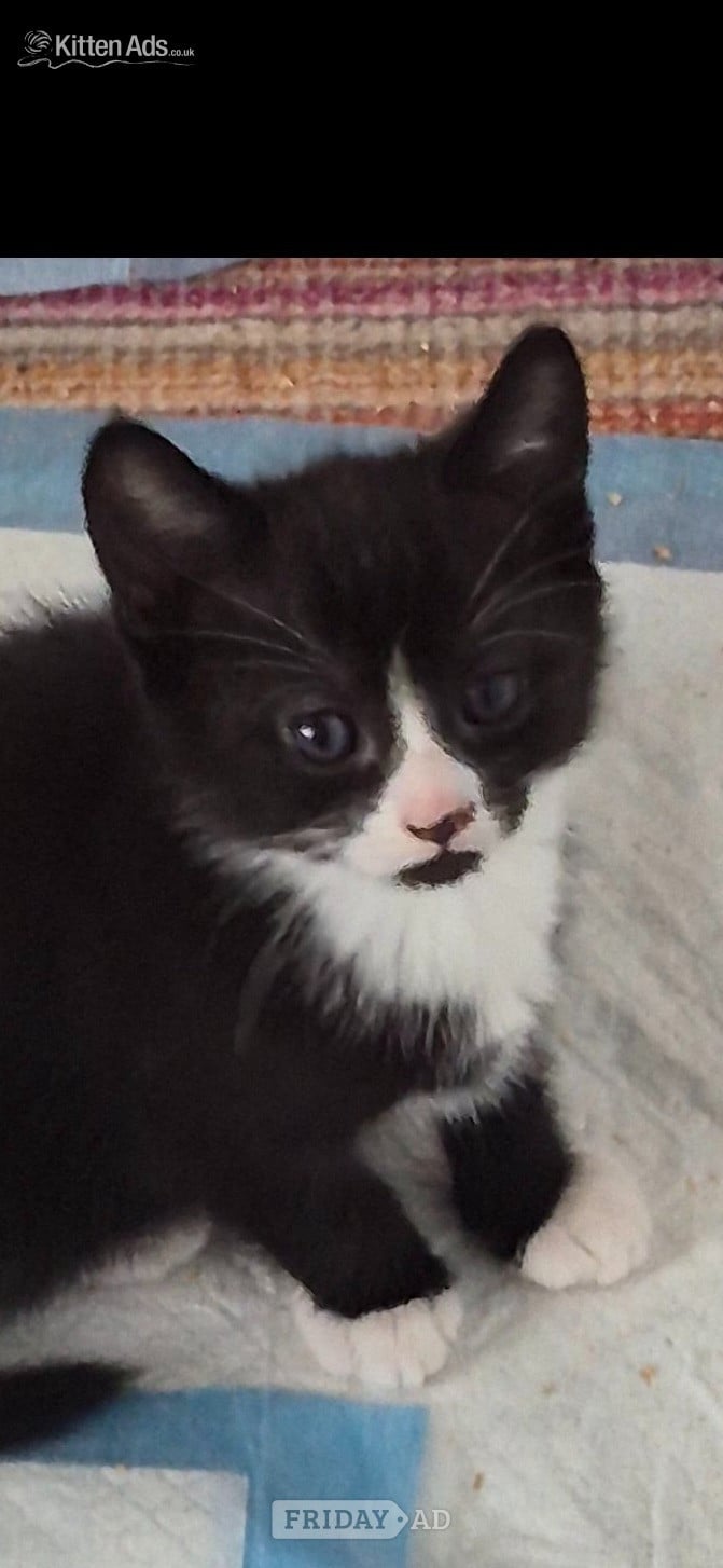 Beautiful kittens ready now - 