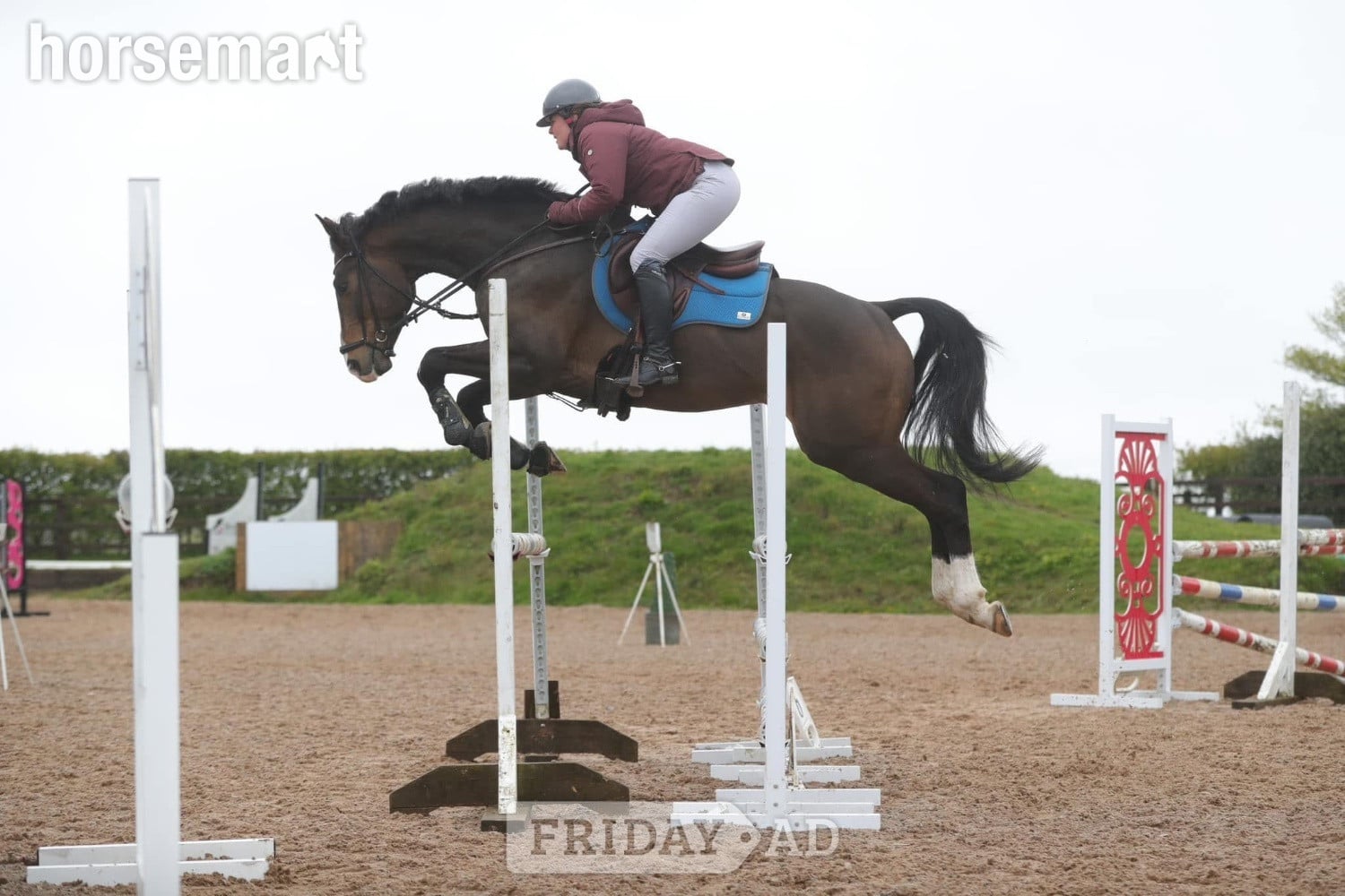 Great Yarmouth "Davinci " Chestnut Gelding All Rounder