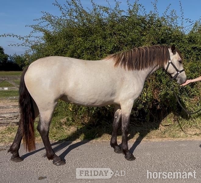 "Connemara " Dun Filly All Rounder in Carlisle