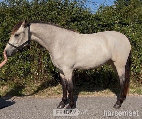 "Connemara " Dun Filly All Rounder