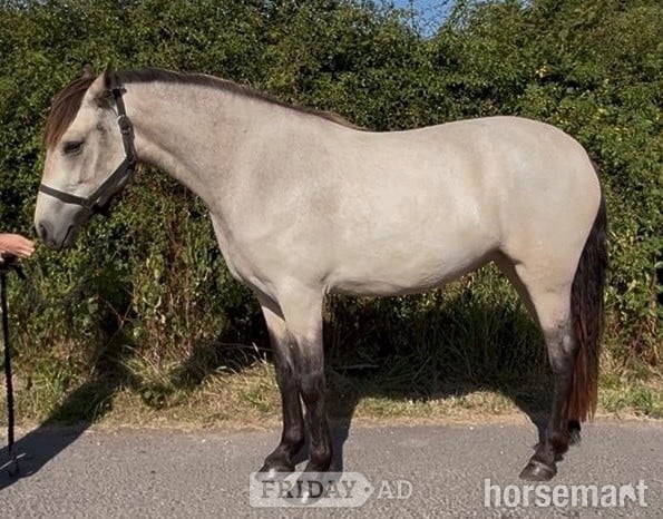 Carlisle "Connemara " Dun Filly All Rounder