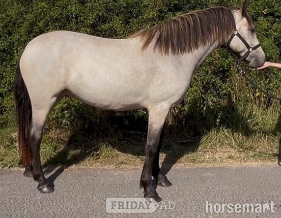 "Connemara " Dun Filly All Rounder - Horses in Carlisle