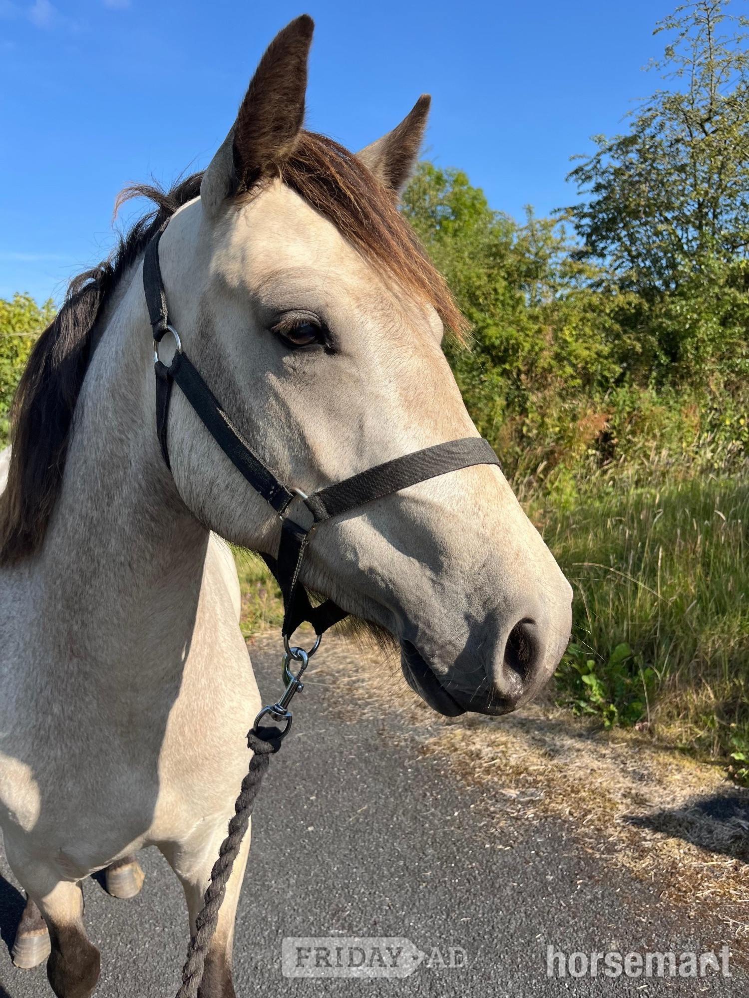 "Connemara " Dun Filly All Rounder - Horses