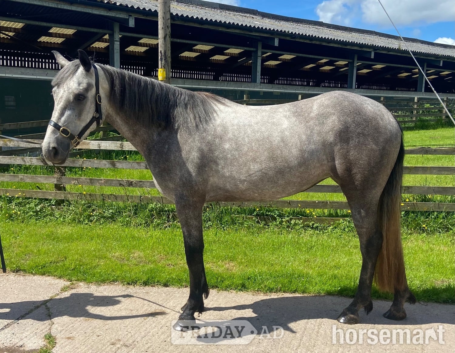"Eve " Grey Filly All Rounder