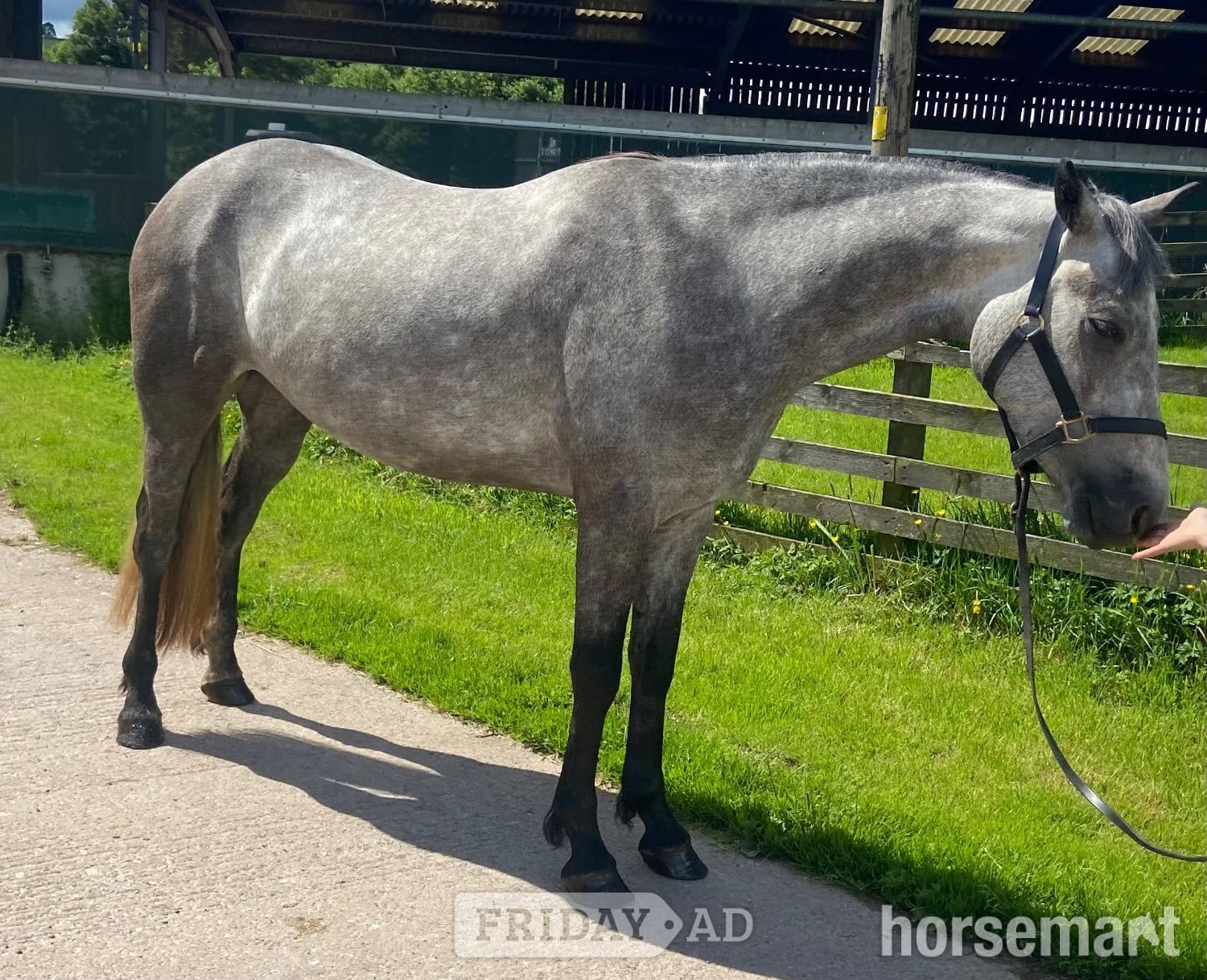 Carlisle "Eve " Grey Filly All Rounder