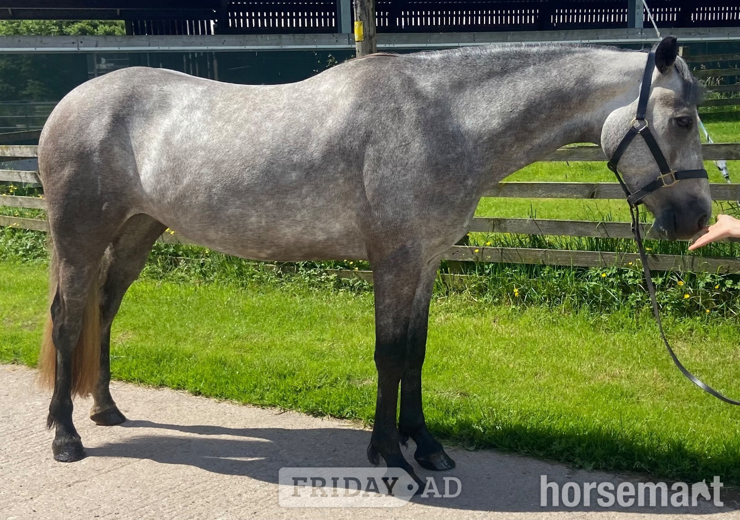 "Eve " Grey Filly All Rounder - 