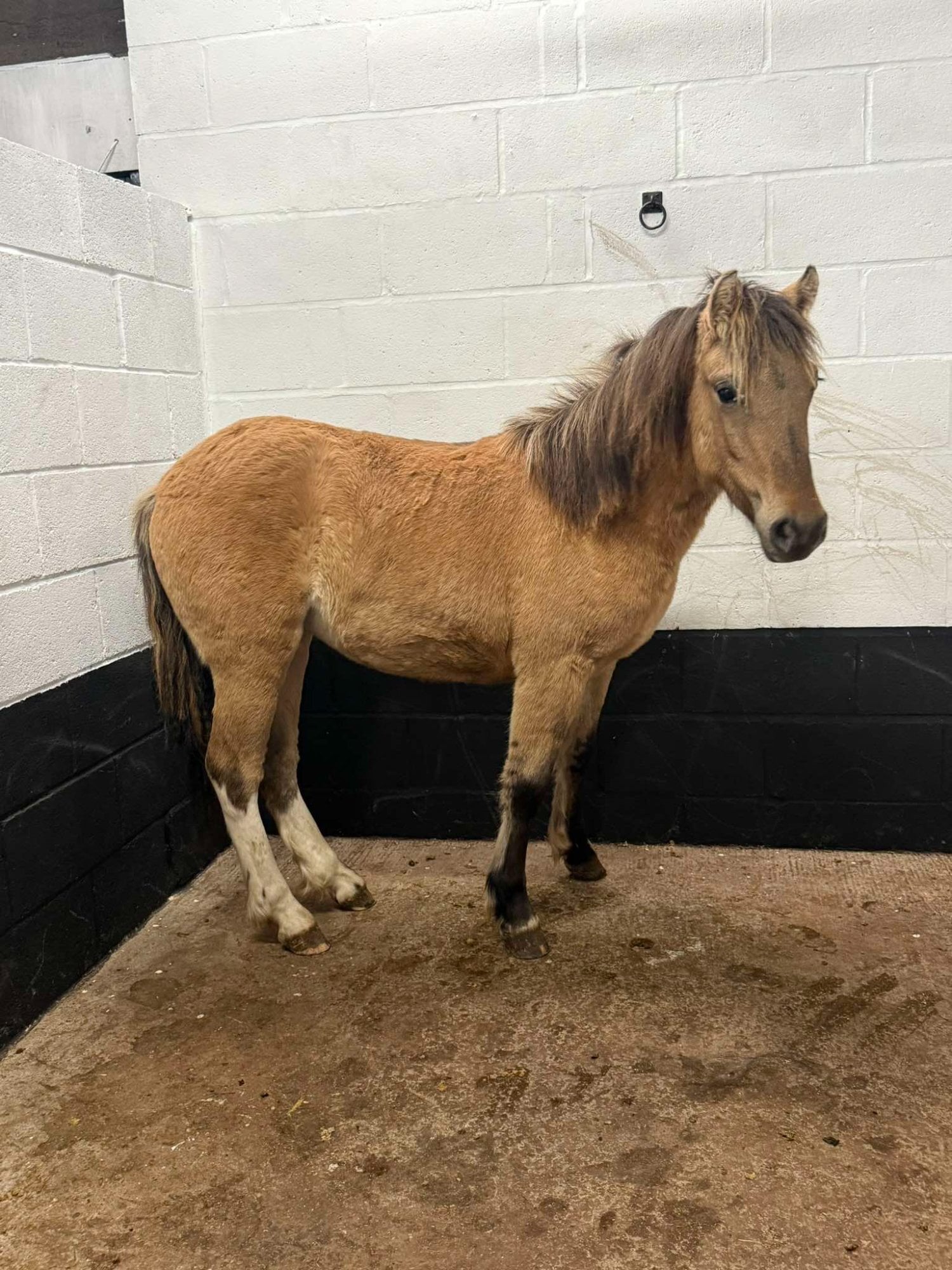 "India" Dun Filly Project Horse