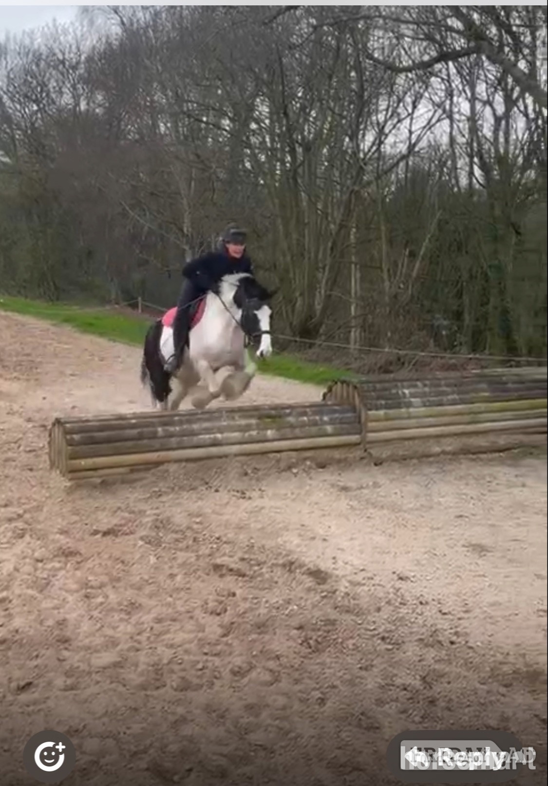 "Lottie " Piebald Mare All Rounder - Horses in Huddersfield