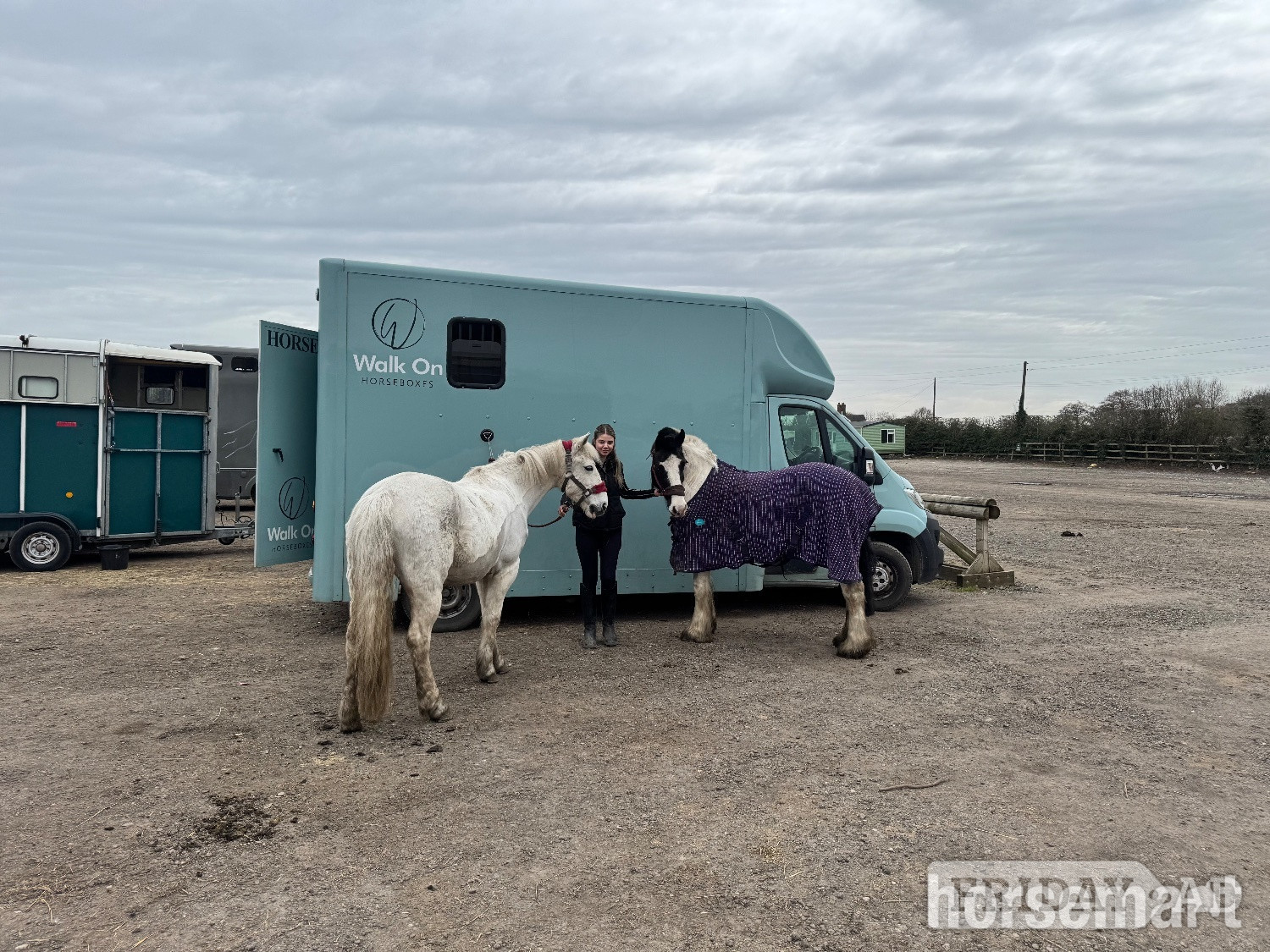 Huddersfield "Lottie " Piebald Mare All Rounder
