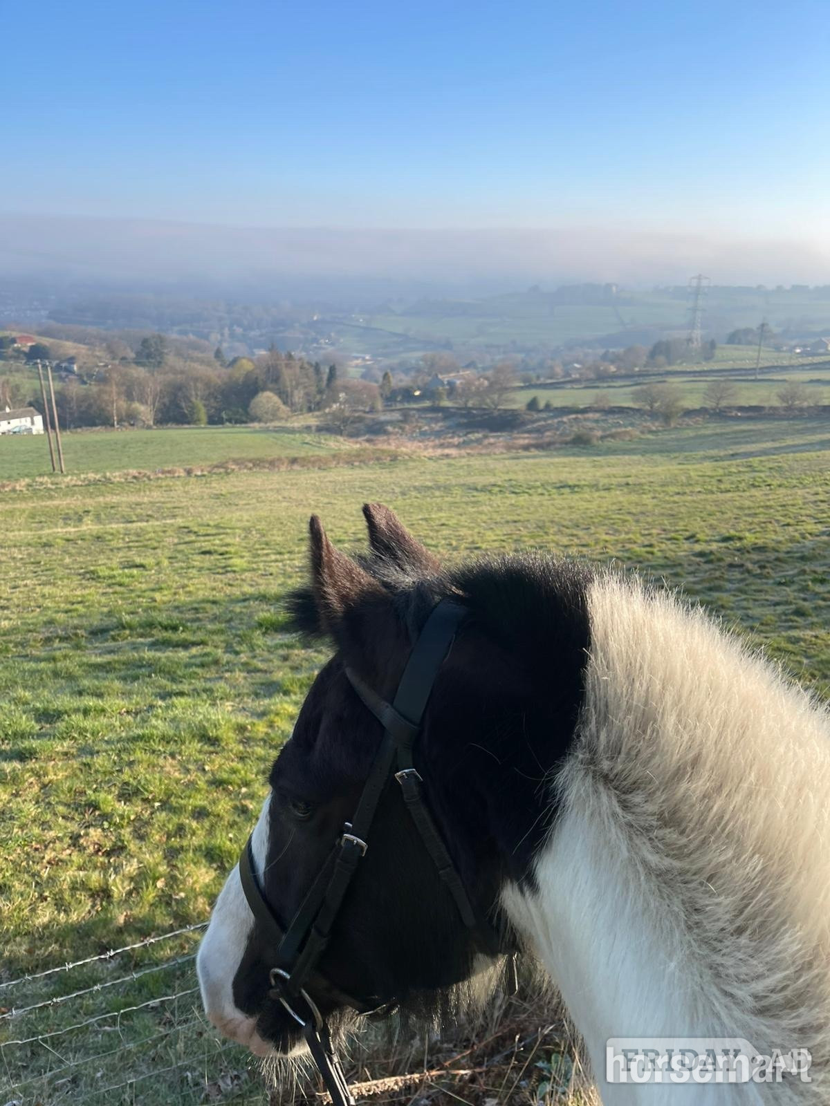 "Lottie " Piebald Mare All Rounder - Horses