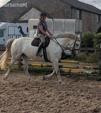 "Sunshine" Grey Mare All Rounder