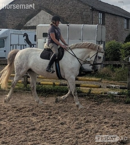 "Sunshine" Grey Mare All Rounder in Withnell