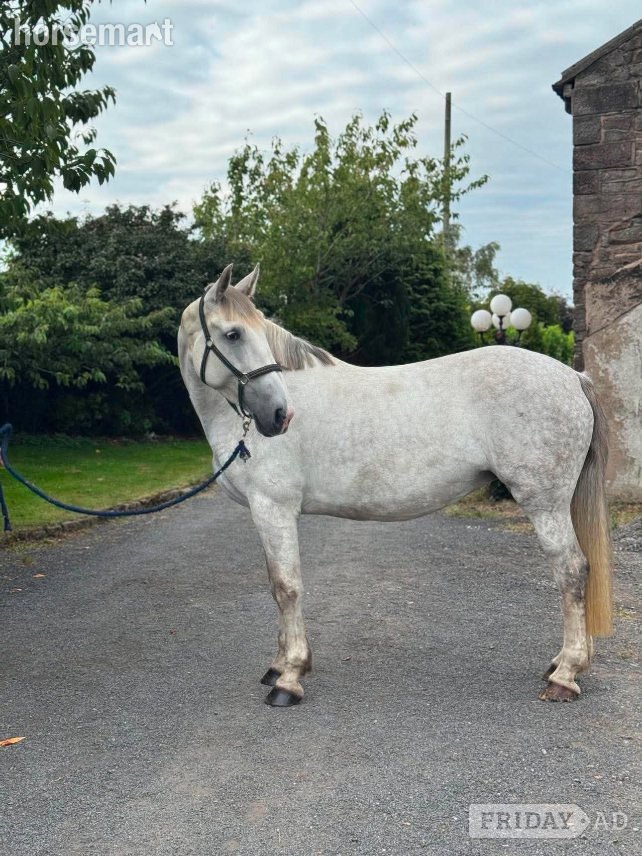 "Sunshine" Grey Mare All Rounder