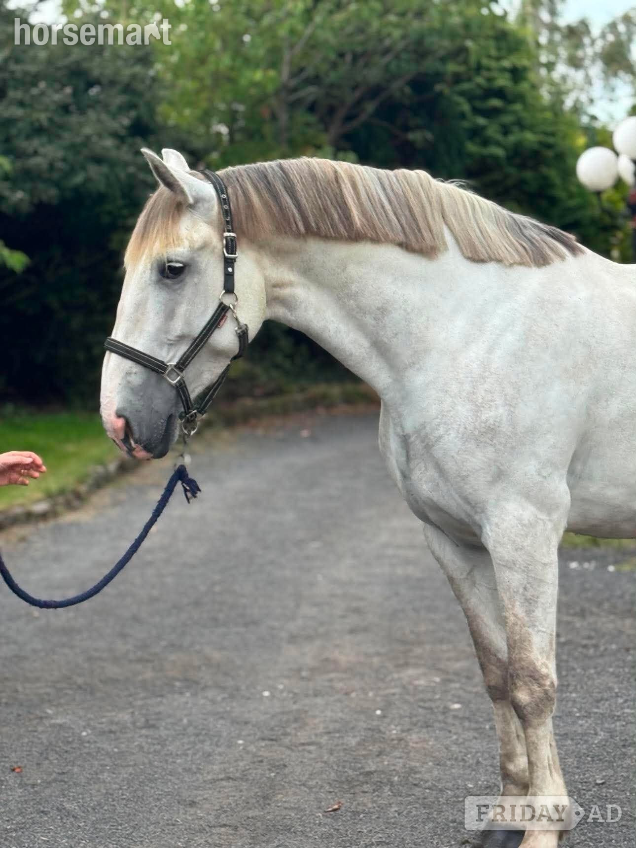 Withnell "Sunshine" Grey Mare All Rounder