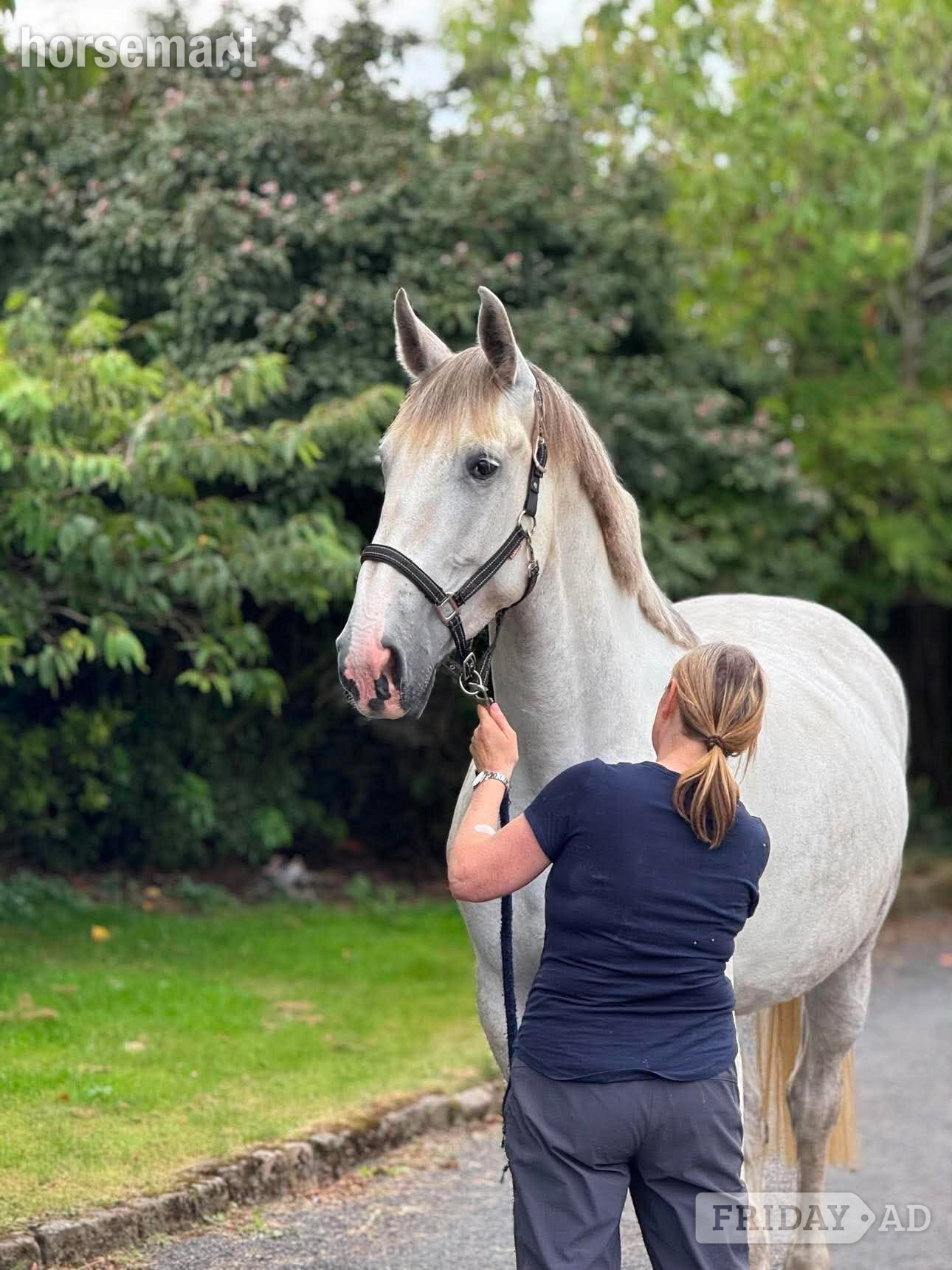 "Sunshine" Grey Mare All Rounder - Horses in Withnell