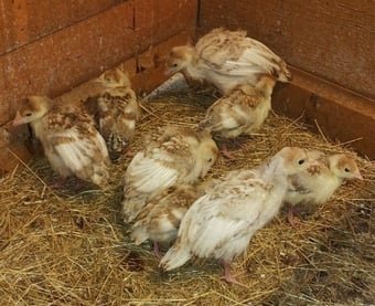 Bourban Red Turket Poults 10 weeks old and ready to go