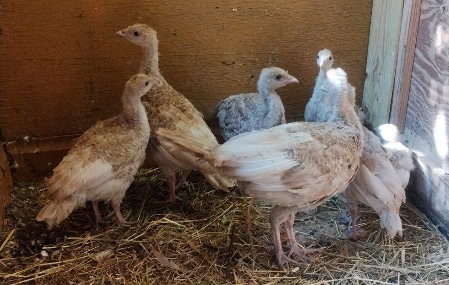 Ramsey St. Mary's Bourban Red Turket Poults 10 weeks old and ready to go