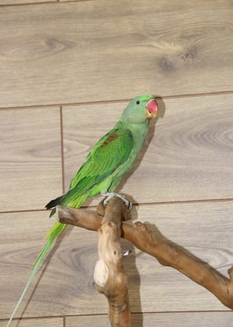 Baby Alexanderine Talking Parrot