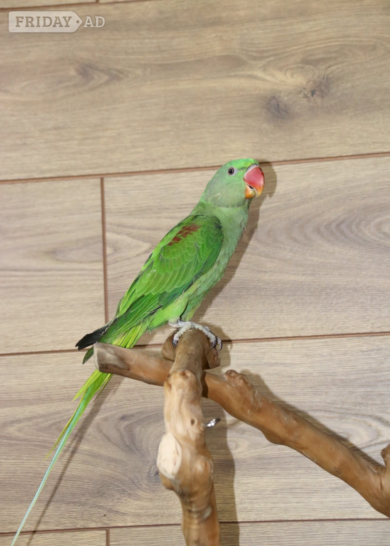 Baby Alexanderine Talking Parrot in Birmingham