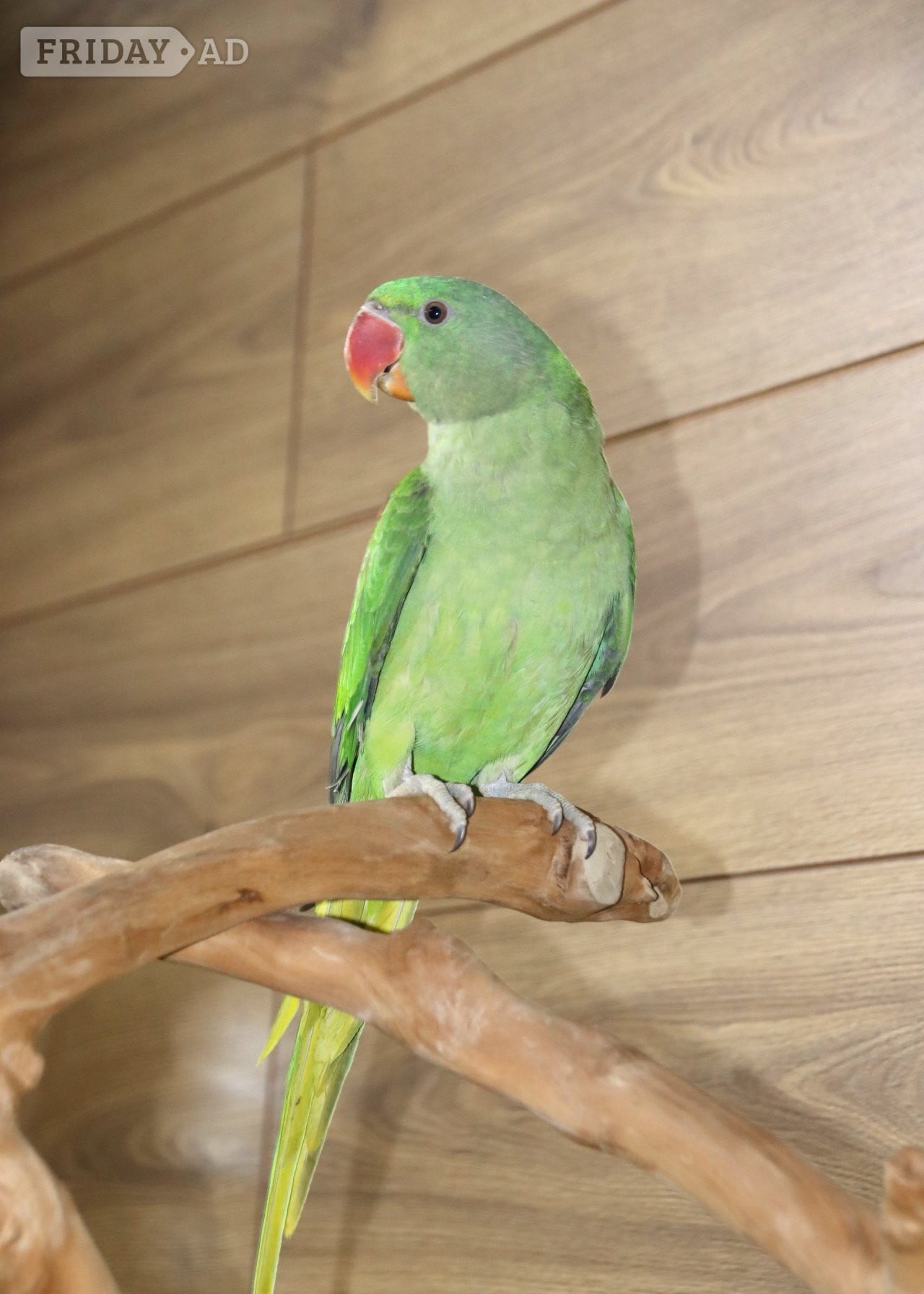 Birmingham Baby Alexanderine Talking Parrot