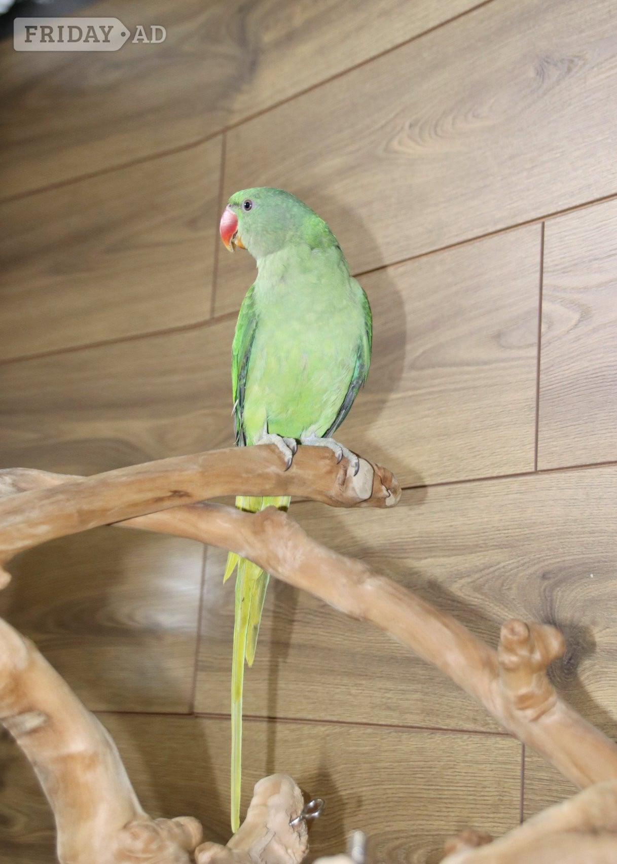 Baby Alexanderine Talking Parrot - Birds in Birmingham