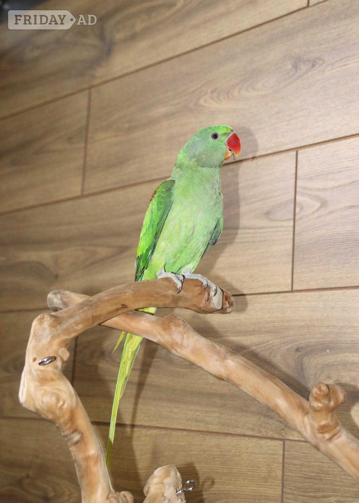 Baby Alexanderine Talking Parrot - Birds