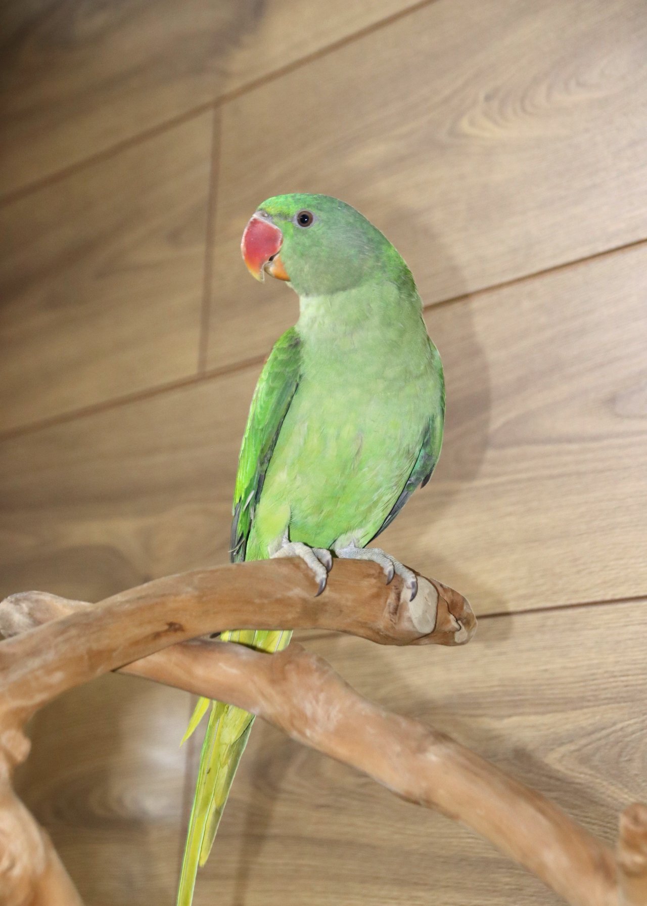Birmingham Baby Alexanderine Talking Parrot