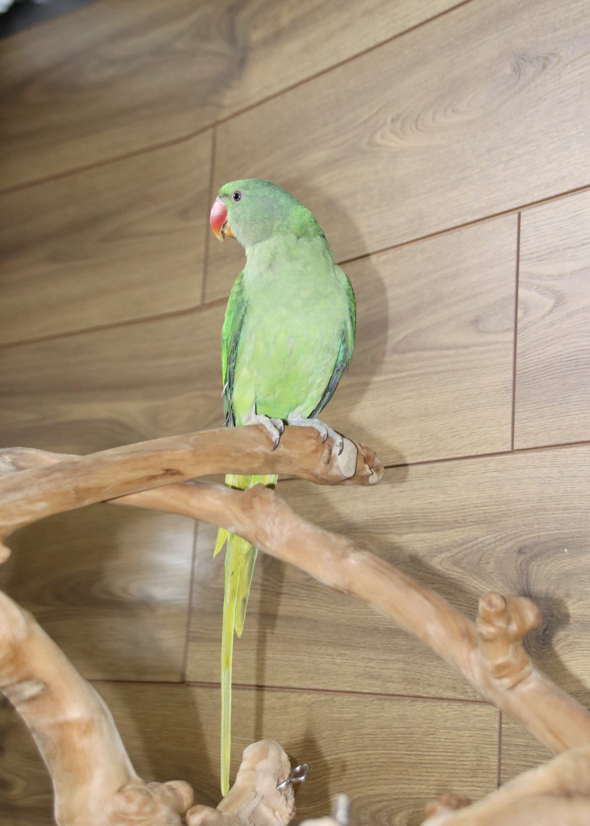 Baby Alexanderine Talking Parrot - Birds in Birmingham