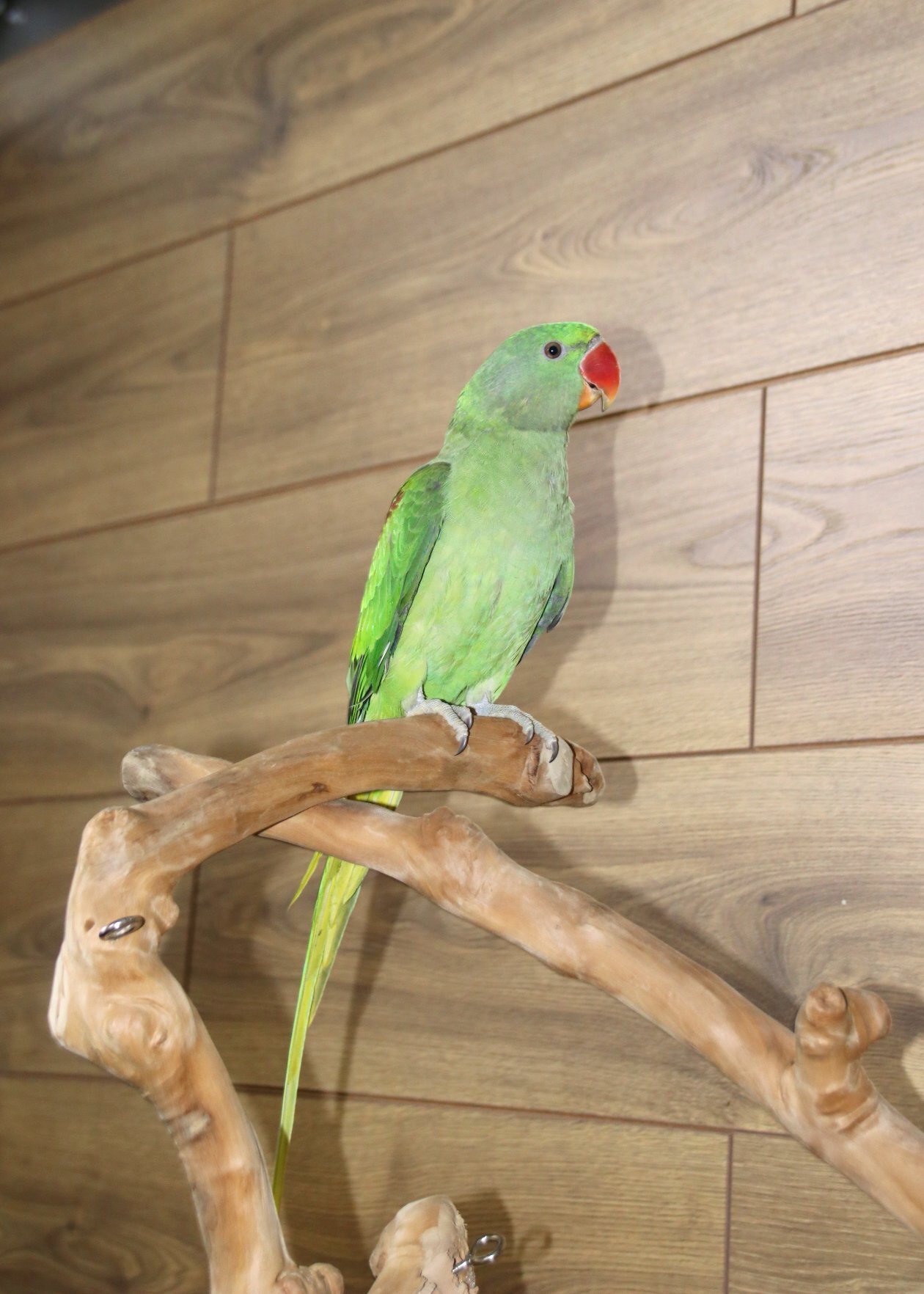 Baby Alexanderine Talking Parrot - Birds