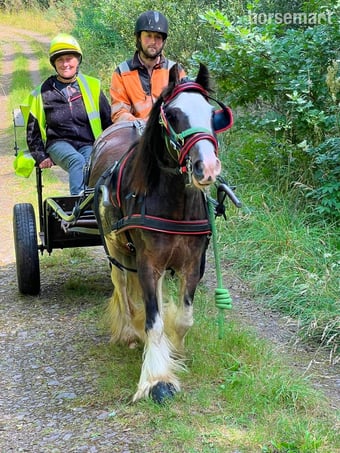 "Step end duke" Black Gelding Cob/Heavy Horse