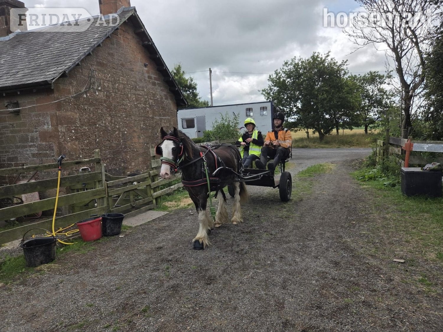 "Step end duke" Black Gelding Cob/Heavy Horse