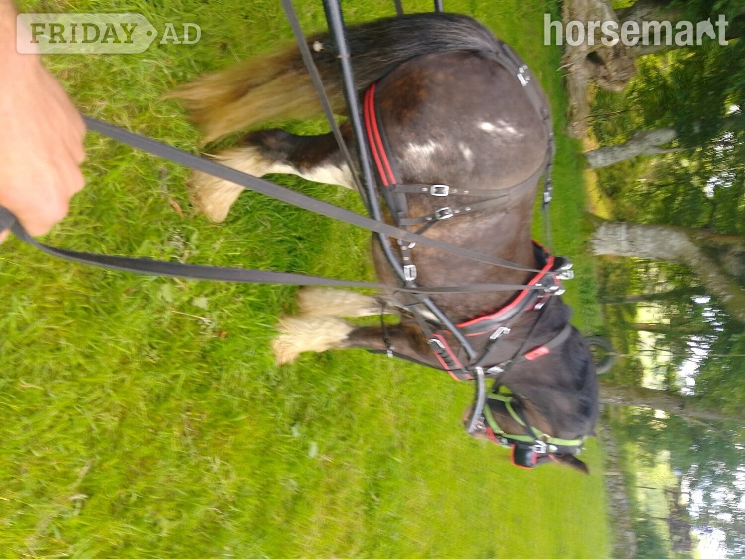 Dumfries "Step end duke" Black Gelding Cob/Heavy Horse