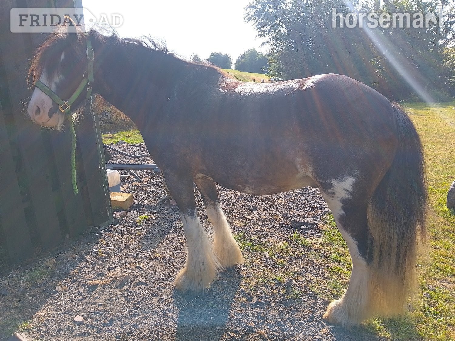 "Step end duke" Black Gelding Cob/Heavy Horse - Horses in Dumfries