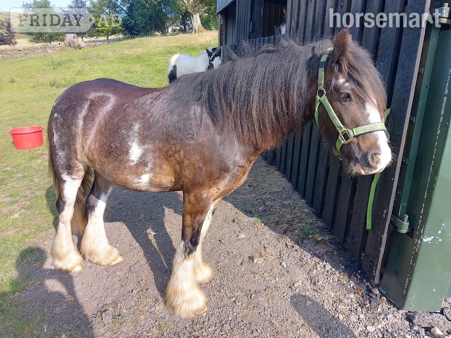 "Step end duke" Black Gelding Cob/Heavy Horse - Horses
