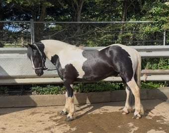 "Paul" Piebald Gelding All Rounder
