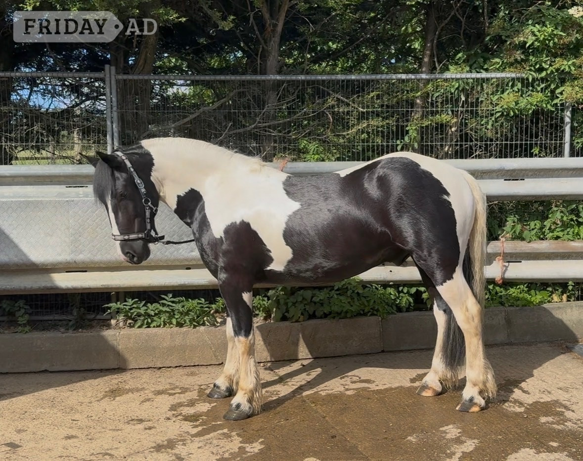 "Paul" Piebald Gelding All Rounder in Nottingham