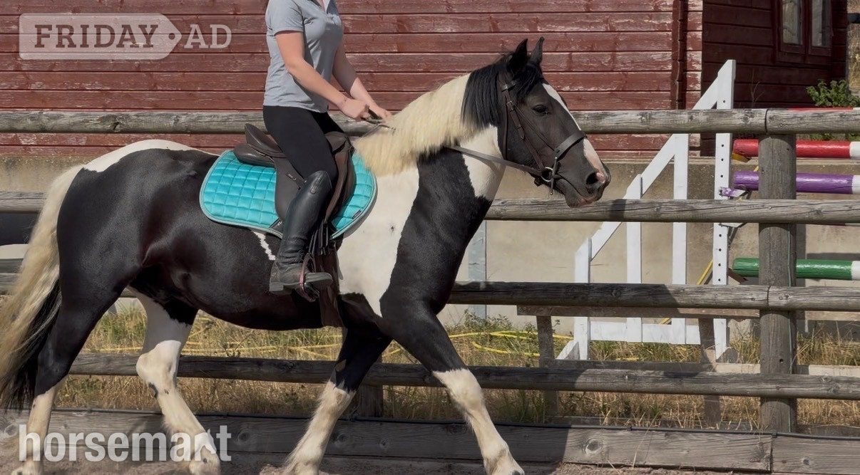 "Paul" Piebald Gelding All Rounder