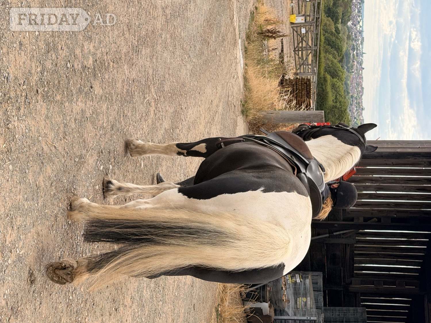 Nottingham "Paul" Piebald Gelding All Rounder