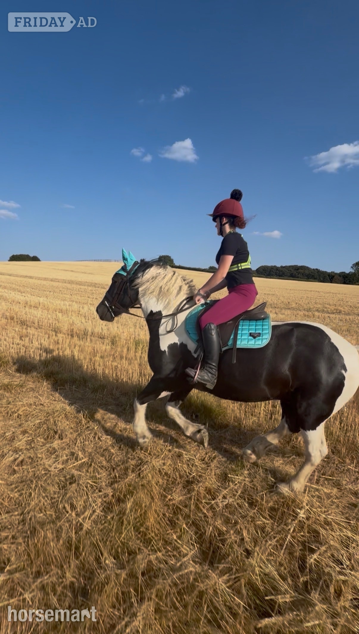 "Paul" Piebald Gelding All Rounder - Horses in Nottingham