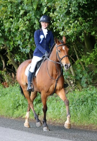 "Lara " Bay Mare Young Sport Horse