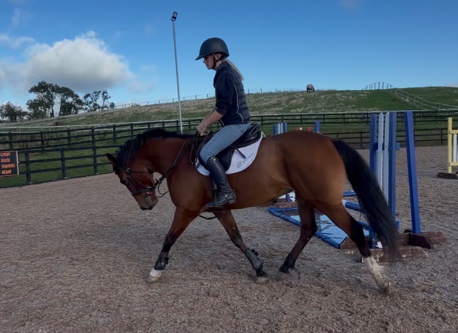 Lockerbie "Lara " Bay Mare Young Sport Horse