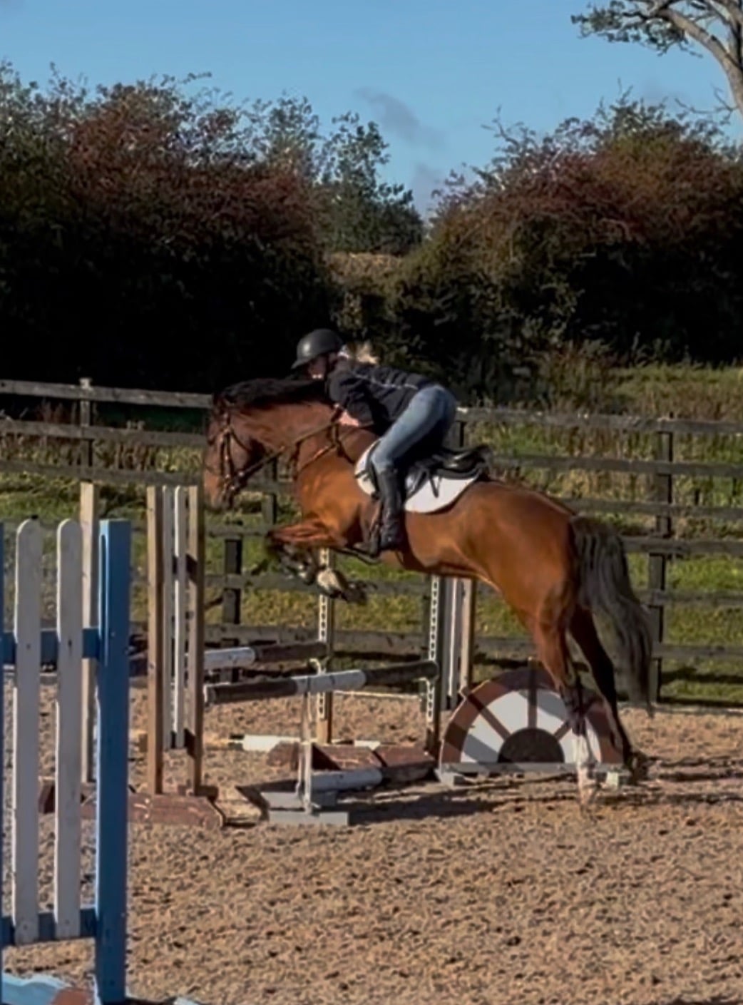 "Lara " Bay Mare Young Sport Horse - Horses in Lockerbie