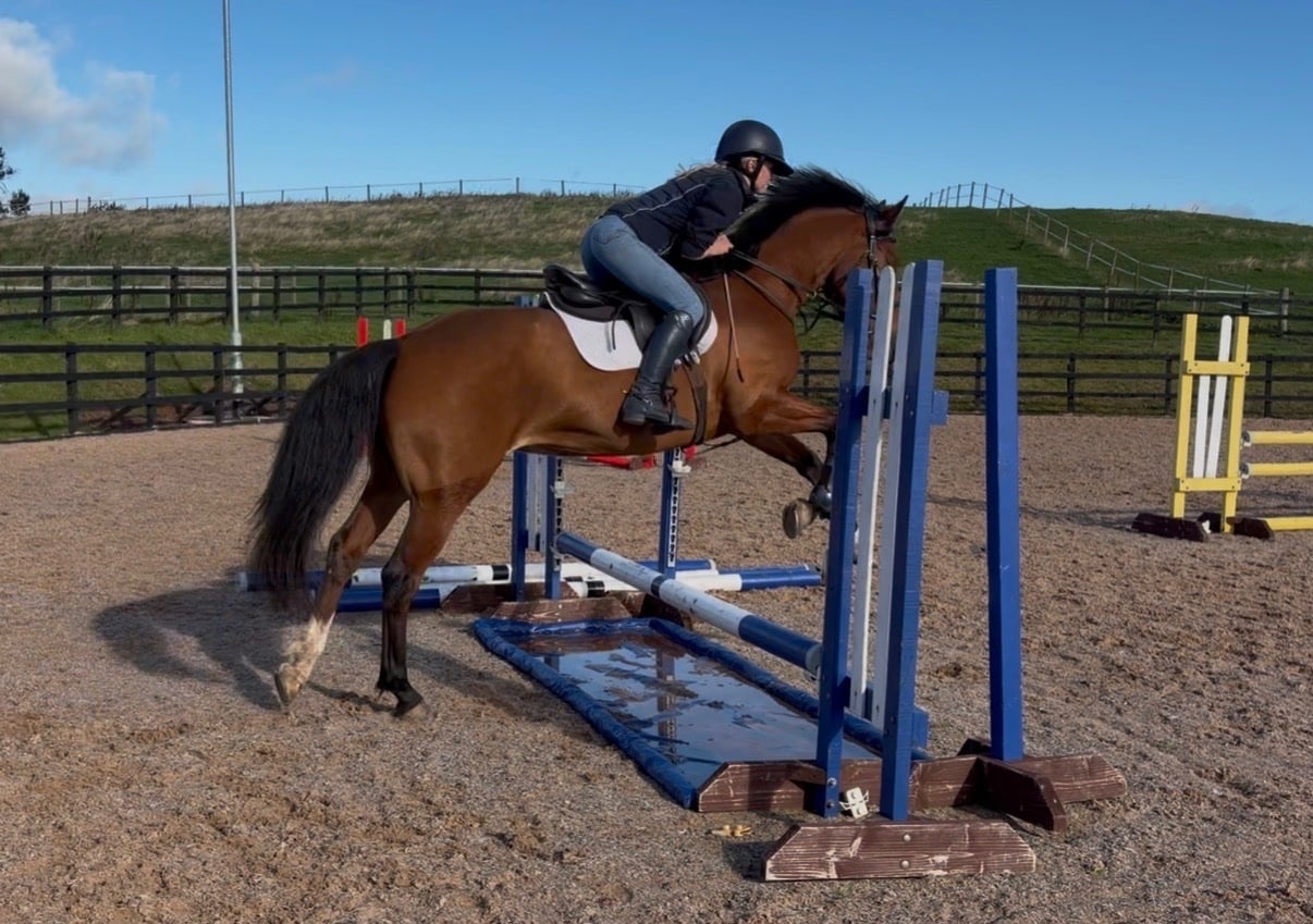 "Lara " Bay Mare Young Sport Horse - Horses