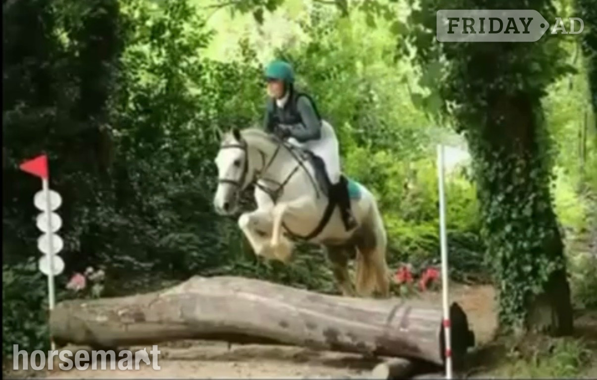 "Bluey " Blue &amp; White Gelding All Rounder - Horses in Bowers Gifford