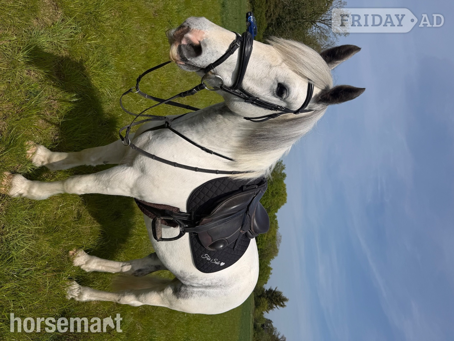 "Bluey " Blue &amp; White Gelding All Rounder in Bowers Gifford