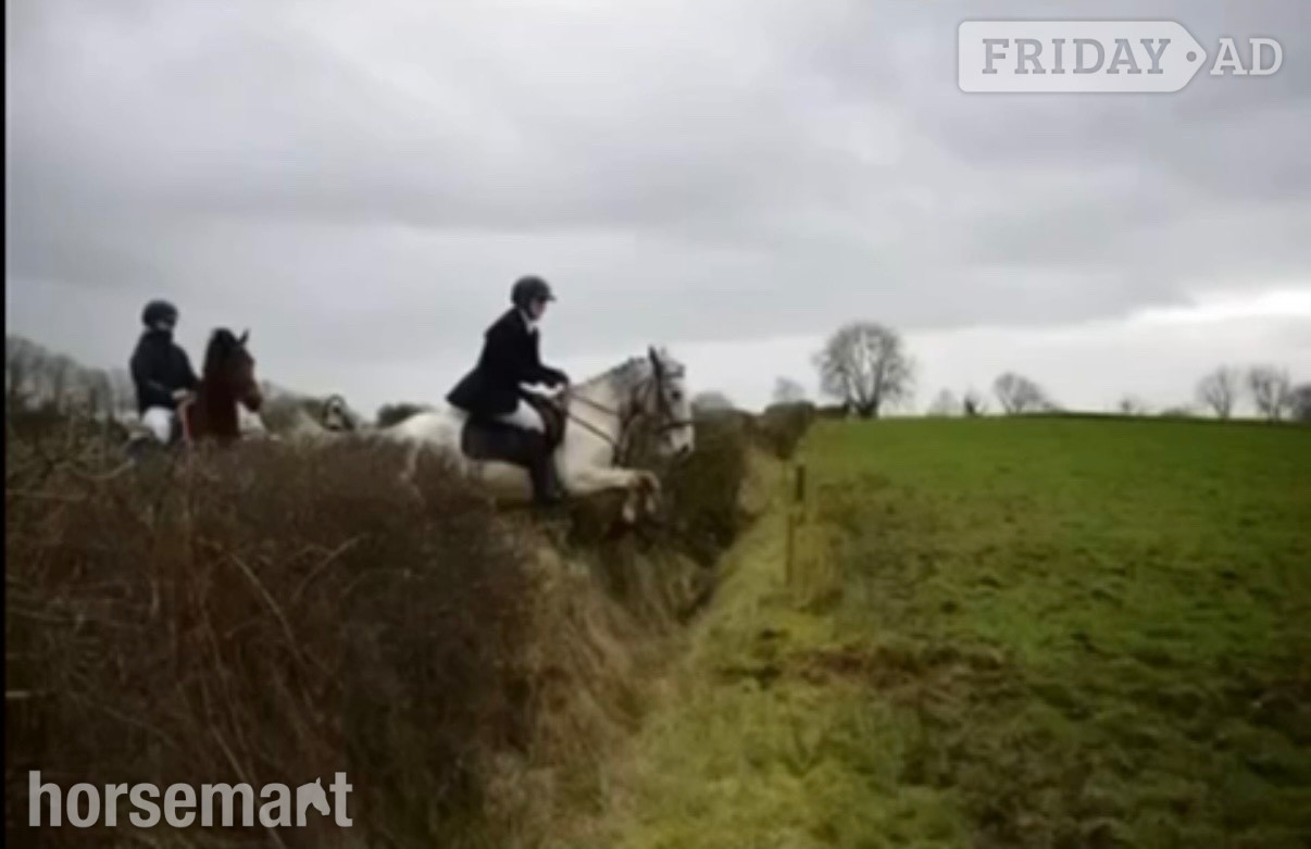 "Bluey " Blue &amp; White Gelding All Rounder - Horses