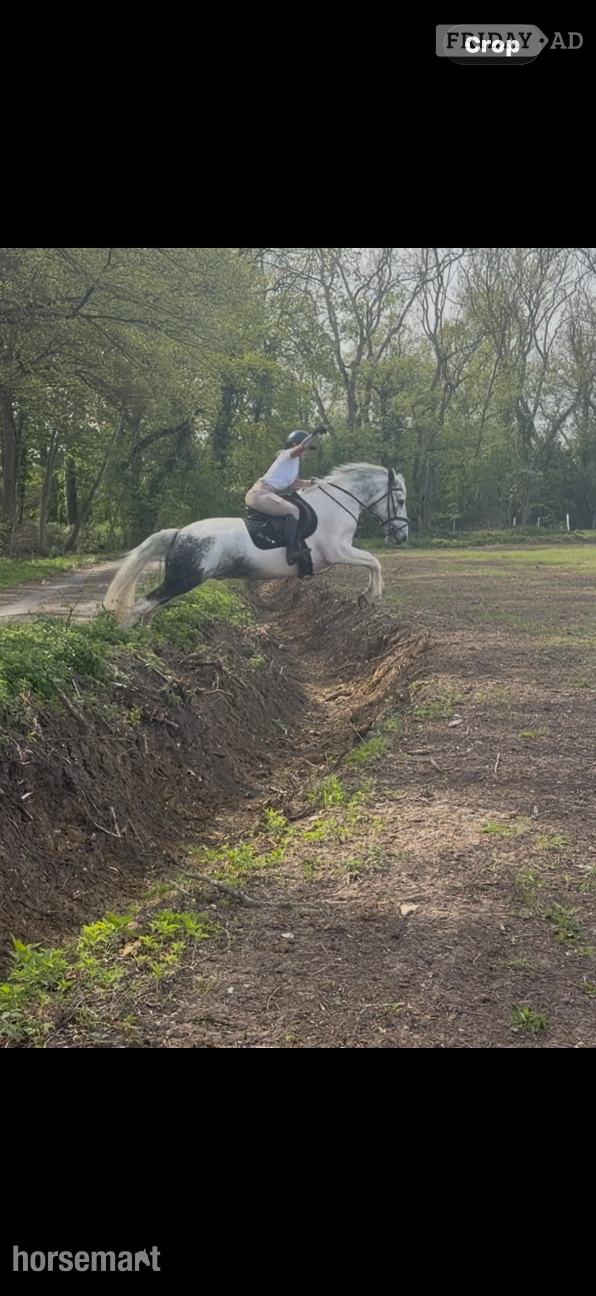 Bowers Gifford "Bluey " Blue &amp; White Gelding All Rounder