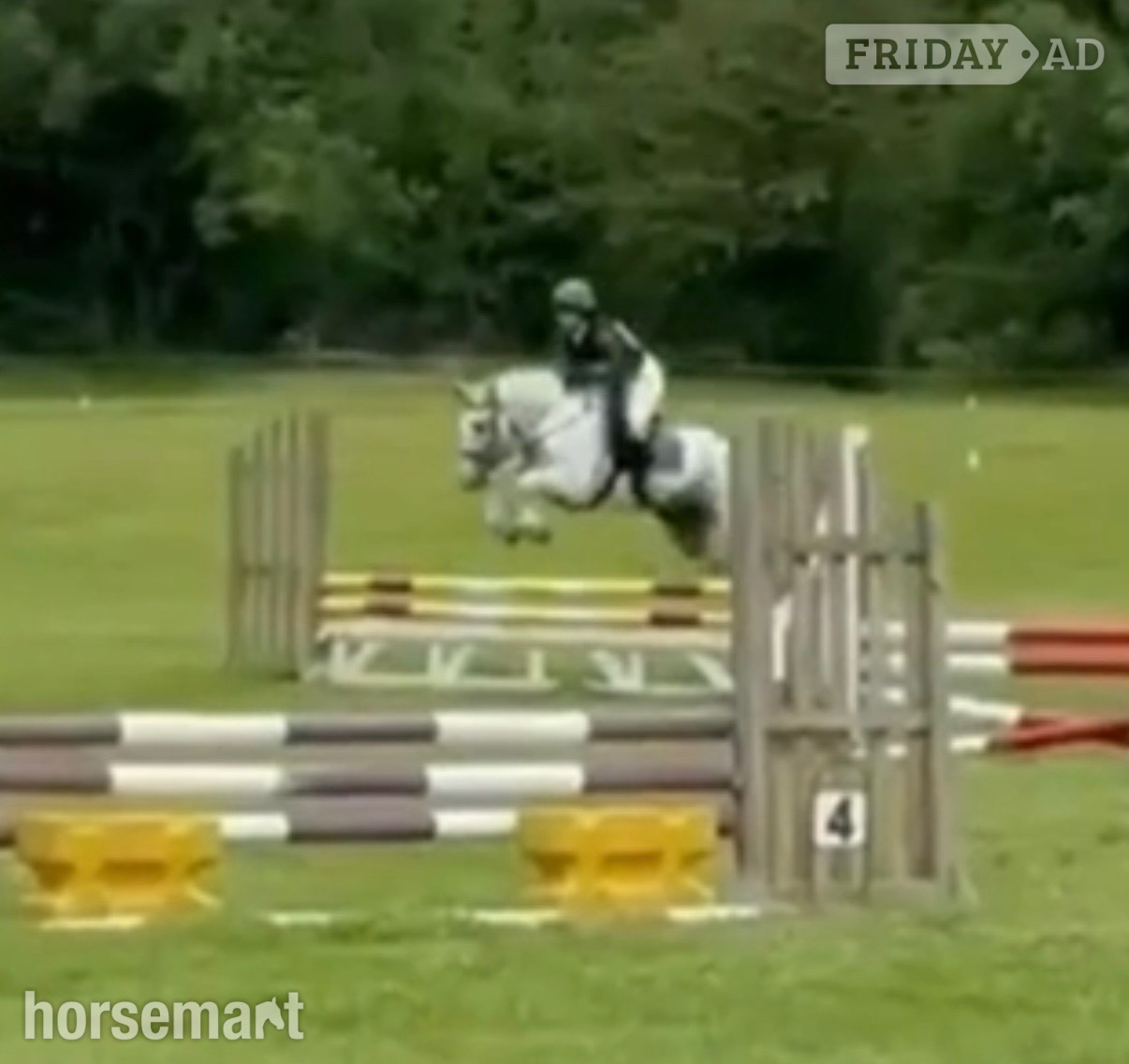 "Bluey " Blue &amp; White Gelding All Rounder