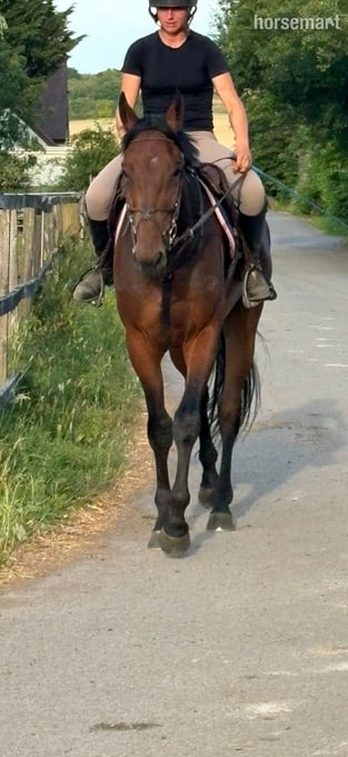 "Moon" Bay Gelding All Rounder