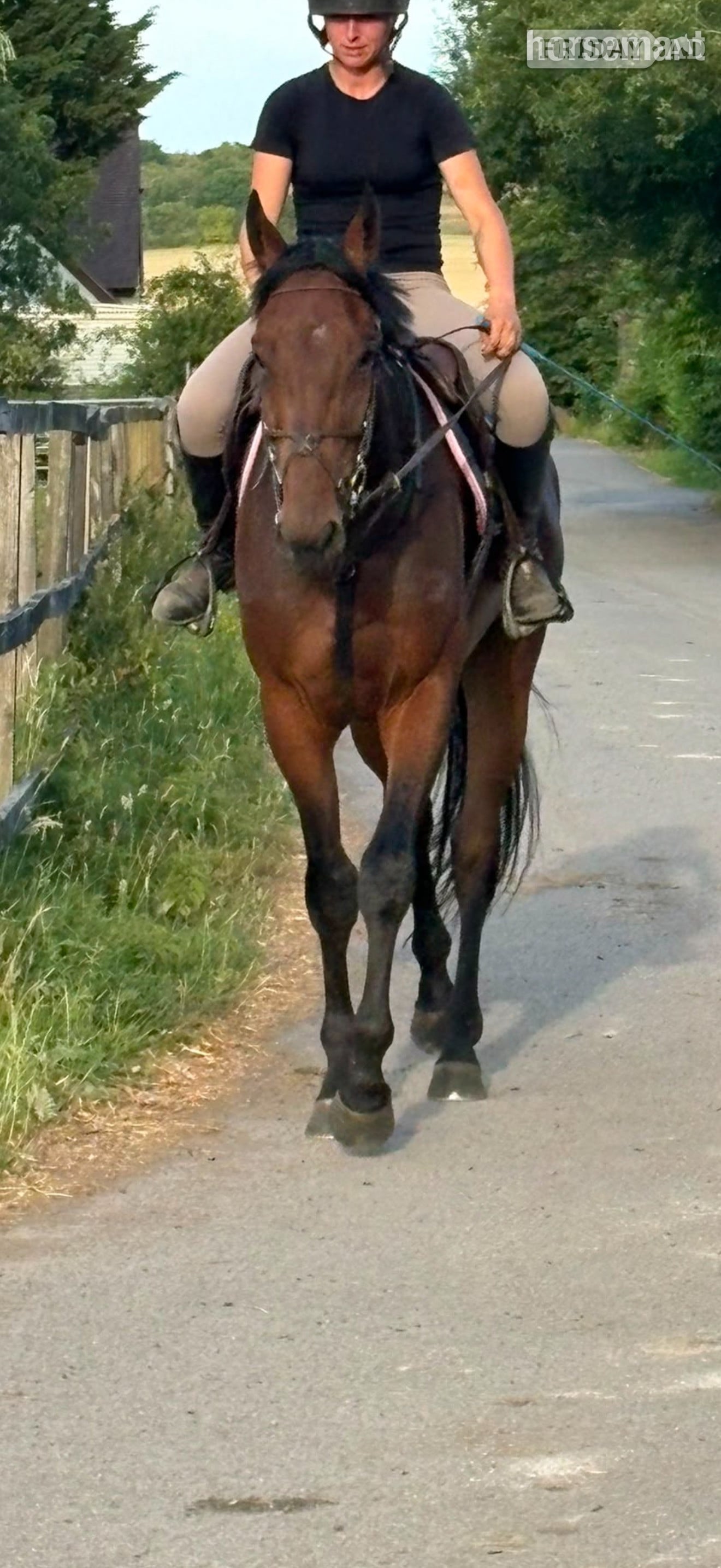 "Moon" Bay Gelding All Rounder in Didcot